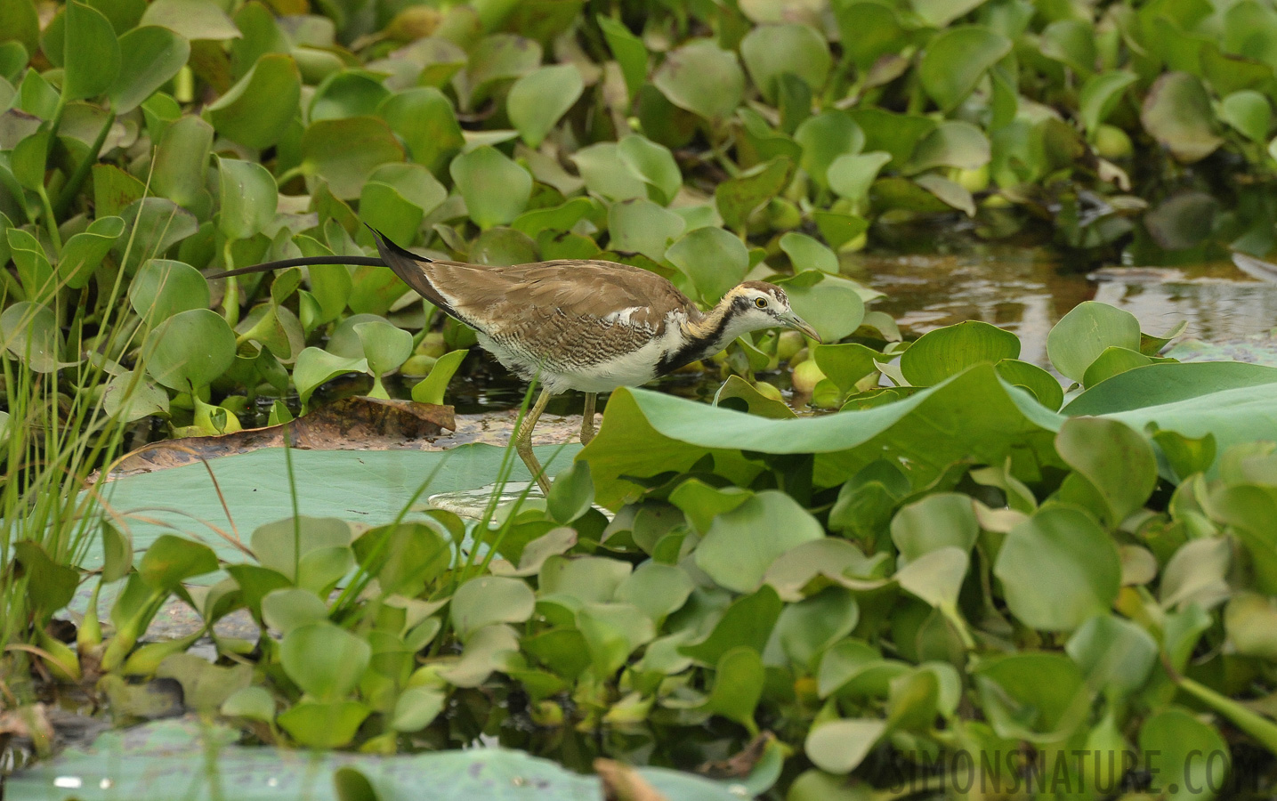 Hydrophasianus chirurgus [550 mm, 1/1600 sec at f / 8.0, ISO 2500]